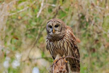 BARRED OWL