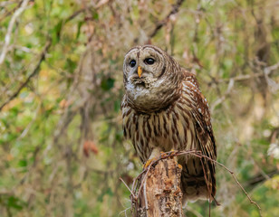 BARRED OWL