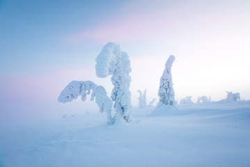 Magical winter landscape of snow covered frozen spruce trees in Riisitunturi National Park. Ruka, Finland.