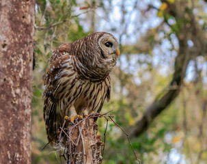 BARRED OWL