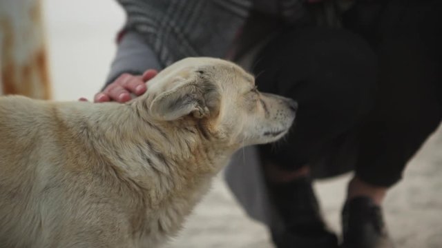 Young girl petting homeless dog near the seaside, touching its head and neck, dog enjoying petting by women's hand