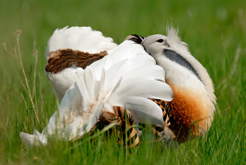 Great Bustard, (Otis tarda)