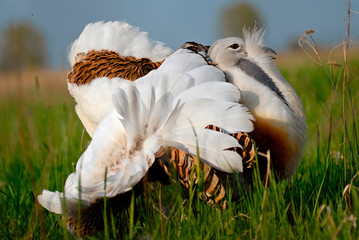 Great Bustard, (Otis tarda)