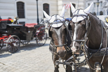 Naklejka na ściany i meble Horse carriage in Vienna historic city center