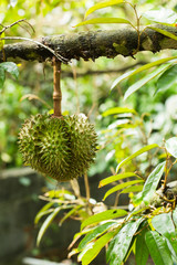 Durian fruit on the tree - durian is considered the king of tropical fruit