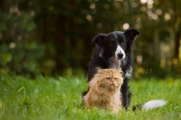 Border collie and the persian cat