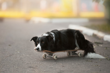 Border collie lying on the skateboard