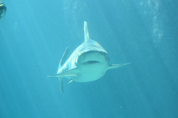 Marine Life