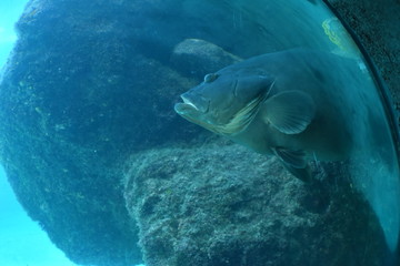 Marine Life