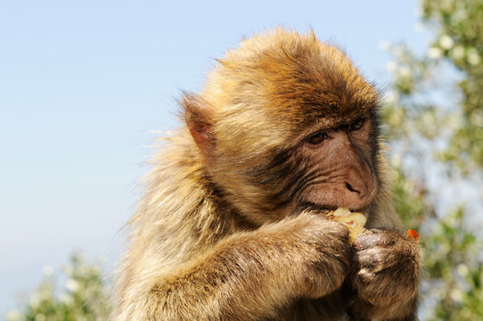 Photo of Barbary macaque (Macaca sylvanus) Gibraltar