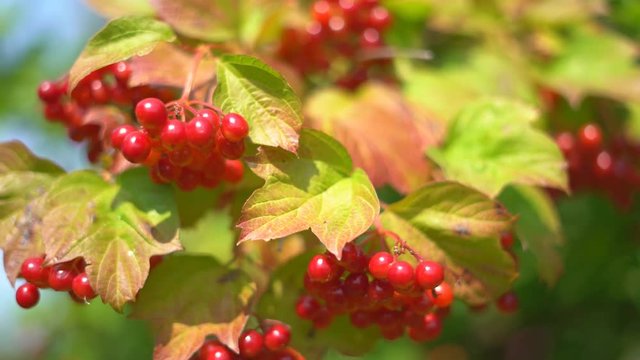 juicy ripe berries of a viburnum grow on a branch of a bush. summer sunny day. organic farm products. 4k