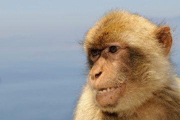 Photo of Barbary macaque (Macaca sylvanus) Gibraltar