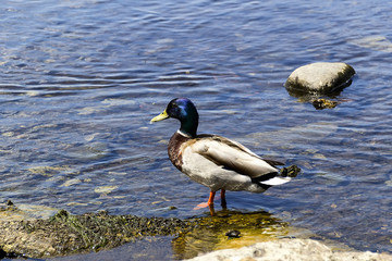 Obraz premium Mallard duck on lake in front of Ross Castle in Killarney national park
