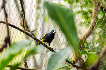 Cacicus yëllow winged bird on the branch, blue eye, rain forest, exotic bird wildlife photo