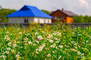 Rural landscape. Focus on daisies