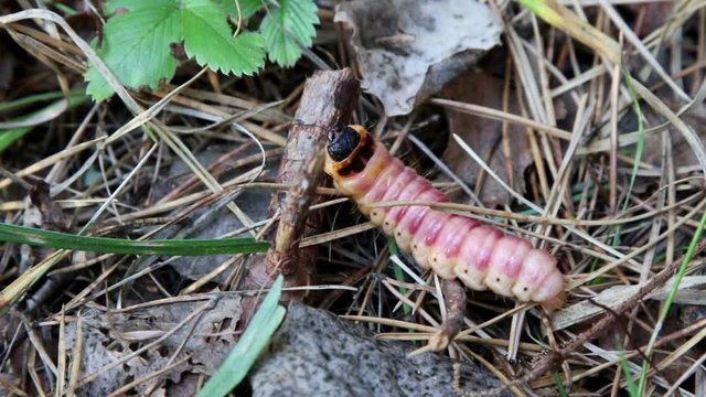 Goat Moth, Cossus cossus, in native habitat
