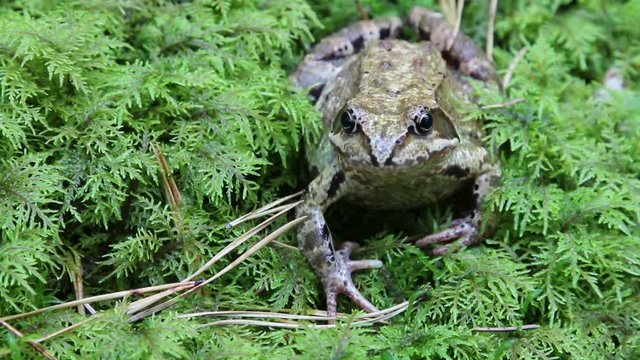 Forest frog in native habitat
