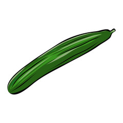 Hand drawn green cucumber, vector