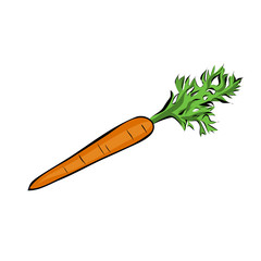 Hand drawn orange carrot, vector