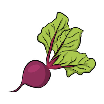 purple beet with green leaves isolated clip art preview