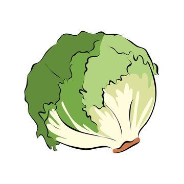 Hand drawn green lettuce, vector