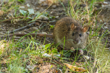 Naklejka na ściany i meble A Brown Rat Looking for Food in the Forest