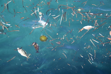 Tote Fische und Dreck im Wasser