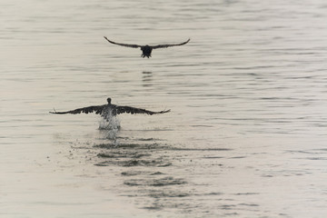 Obraz premium Two Cormorants Taking Off on a Rainy Summer Day