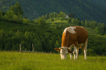 Fototapeta na wymiar A Cow Peacefully Enjoying its Food in the Sunset