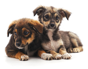 Two brown puppies.