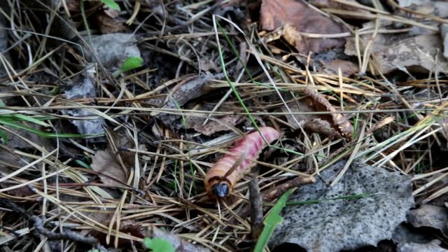 Goat Moth, Cossus cossus, in native habitat
