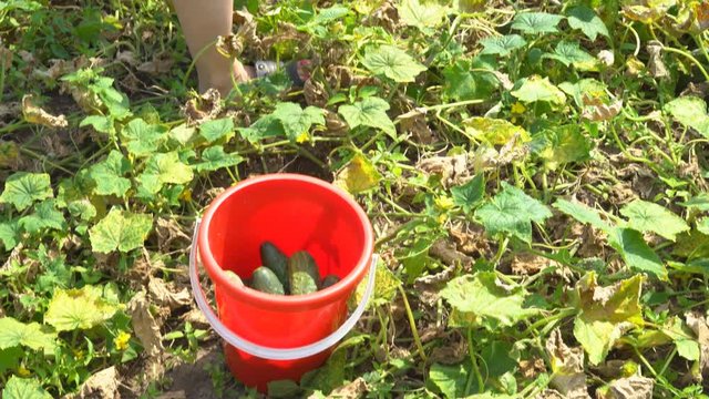a young woman collects a crop of cucumbers in a garden in a red bucket. warm sunny. 4k