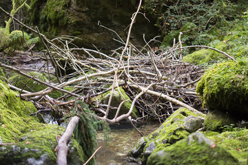 Sous-bois