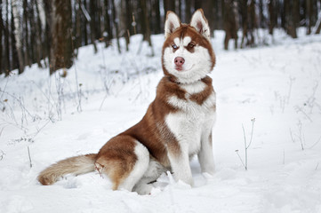 Portrait of a Husky dog in the winter forest