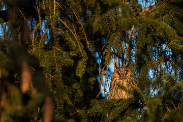Gufo sull'albero