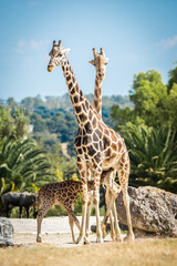 Giraffe family on a walk