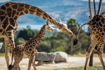 Giraffe family on a walk