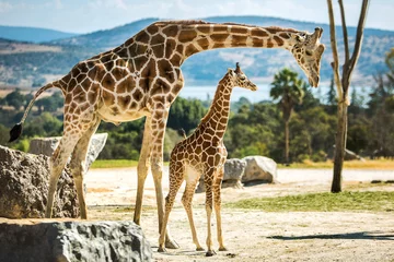 Fototapeten Giraffenfamilie auf einem Spaziergang © PhotoSpirit