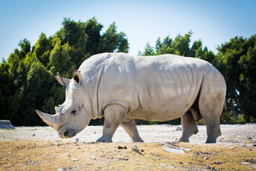 Obraz premium Big white rhino on the ground