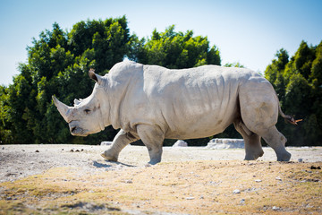 Obraz premium Big white rhino on the ground
