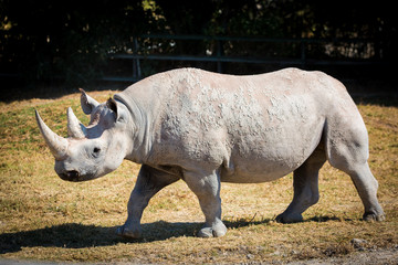 Naklejka premium Big white rhino on the ground