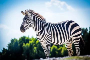 Foto op Canvas Beautiful zebra standing alone © PhotoSpirit