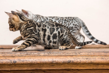 Zwei kontrastreich gemusterte spielende Bengalkatzen Kitten