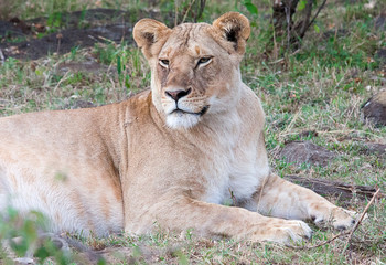 Fototapeta na wymiar Lioness lying down but alert