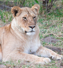 Closeup of lioness lying down but alert