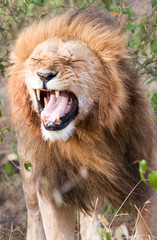 Male lion with flehmen response