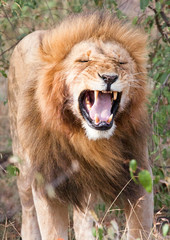 Male lion with flehmen response