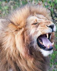 Male lion with mouth open during flehmen response