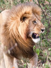 Male lion looking into bushes showing sharp teeth