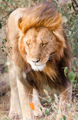 Male lion walking